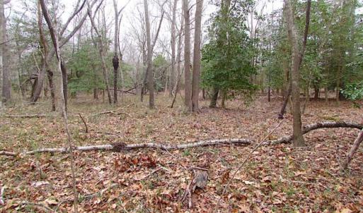 Photo of REDUCED!  65 Acre Working Farm For Sale in Accomack County VA!