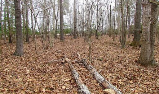 Photo of REDUCED!  65 Acre Working Farm For Sale in Accomack County VA!