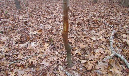 Photo of REDUCED!  65 Acre Working Farm For Sale in Accomack County VA!