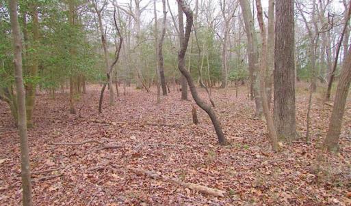 Photo of REDUCED!  65 Acre Working Farm For Sale in Accomack County VA!