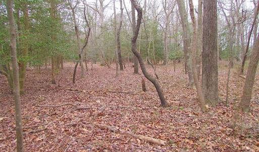 Photo of REDUCED!  65 Acre Working Farm For Sale in Accomack County VA!