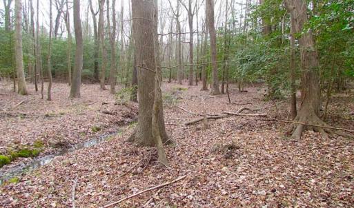 Photo of REDUCED!  65 Acre Working Farm For Sale in Accomack County VA!
