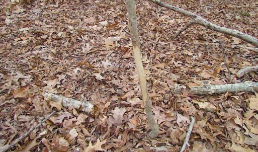 Photo of REDUCED!  65 Acre Working Farm For Sale in Accomack County VA!