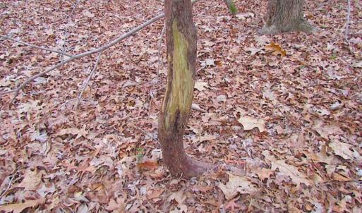 Photo of REDUCED!  65 Acre Working Farm For Sale in Accomack County VA!