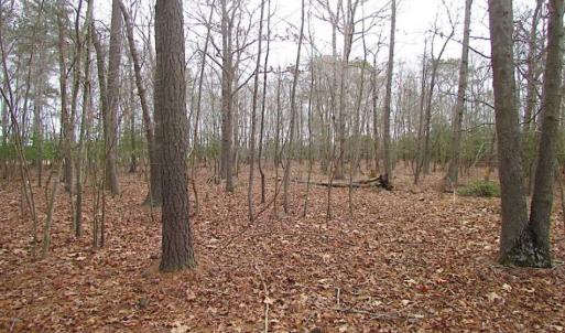 Photo of REDUCED!  65 Acre Working Farm For Sale in Accomack County VA!