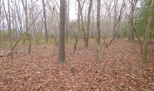 Photo of REDUCED!  65 Acre Working Farm For Sale in Accomack County VA!
