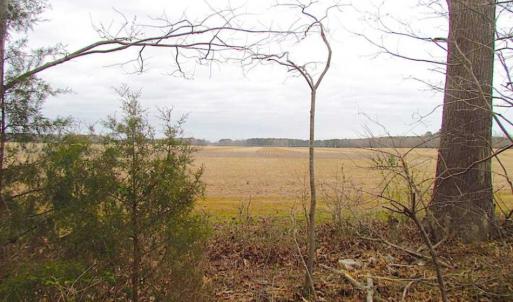 Photo of REDUCED!  65 Acre Working Farm For Sale in Accomack County VA!