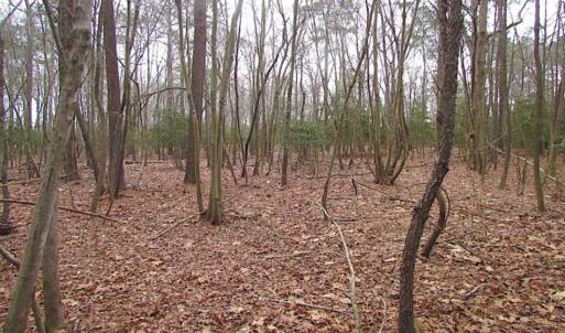 Photo of REDUCED!  65 Acre Working Farm For Sale in Accomack County VA!