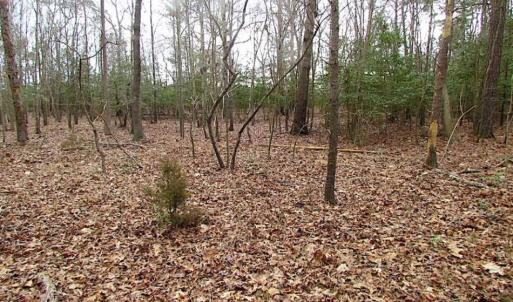 Photo of REDUCED!  65 Acre Working Farm For Sale in Accomack County VA!