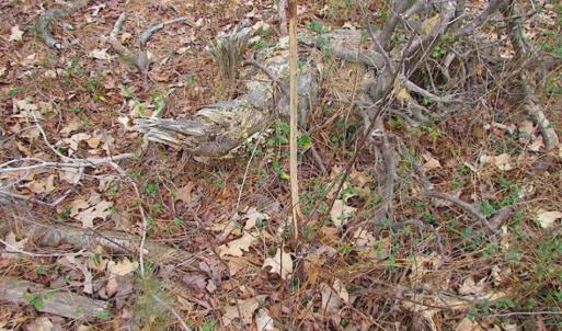 Photo of SOLD!!  20 Acres of  Farm and Timber Land For Sale in Accomack County VA!