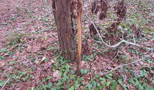 Photo of SOLD!!  20 Acres of  Farm and Timber Land For Sale in Accomack County VA!