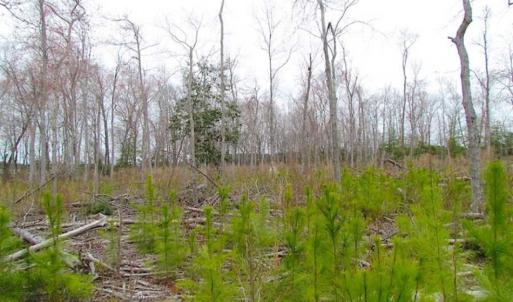 Photo of SOLD!!  20 Acres of  Farm and Timber Land For Sale in Accomack County VA!