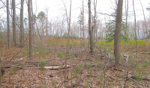Photo of SOLD!!  20 Acres of  Farm and Timber Land For Sale in Accomack County VA!