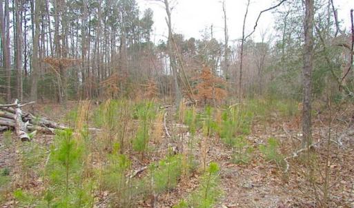 Photo of SOLD!!  20 Acres of  Farm and Timber Land For Sale in Accomack County VA!