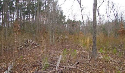 Photo of SOLD!!  20 Acres of  Farm and Timber Land For Sale in Accomack County VA!