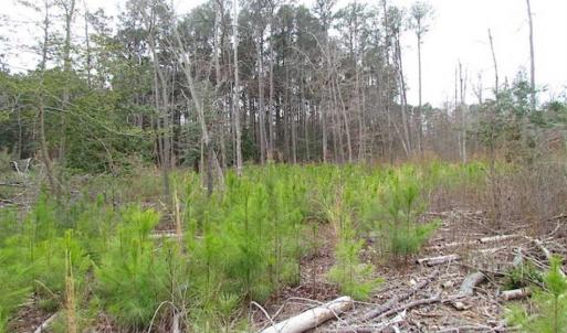 Photo of SOLD!!  20 Acres of  Farm and Timber Land For Sale in Accomack County VA!
