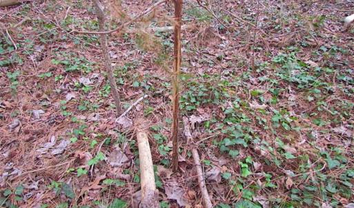 Photo of SOLD!!  20 Acres of  Farm and Timber Land For Sale in Accomack County VA!