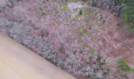 Photo of SOLD!!  20 Acres of  Farm and Timber Land For Sale in Accomack County VA!