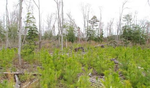 Photo of SOLD!!  20 Acres of  Farm and Timber Land For Sale in Accomack County VA!