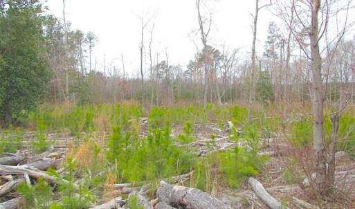 Photo of SOLD!!  20 Acres of  Farm and Timber Land For Sale in Accomack County VA!