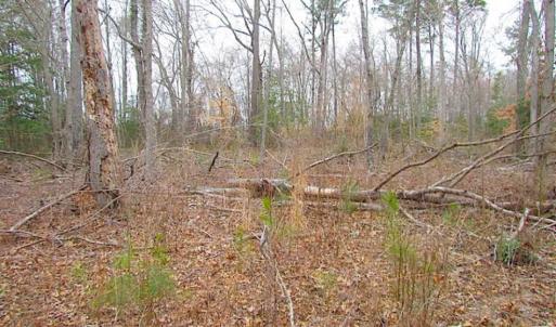 Photo of SOLD!!  20 Acres of  Farm and Timber Land For Sale in Accomack County VA!