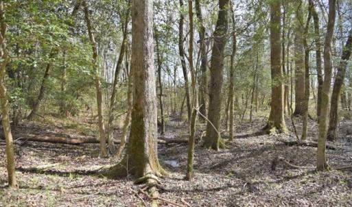 Photo of SOLD!!  26 Acres of Farm and Timber Land For Sale in Pitt County NC!