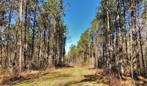 Photo of UNDER CONTRACT!!  660 Acres of Hunting and Timber Land For Sale in Pitt County NC!