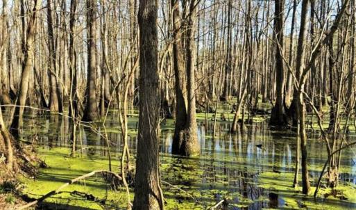 Photo of UNDER CONTRACT!!  660 Acres of Hunting and Timber Land For Sale in Pitt County NC!