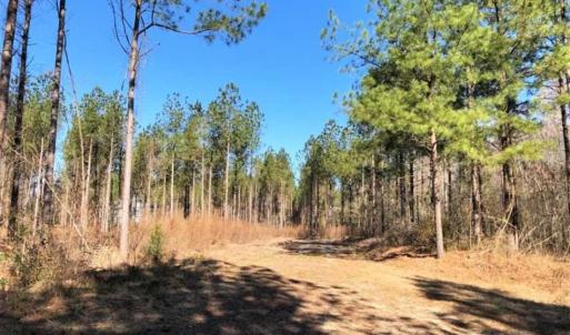 Photo of UNDER CONTRACT!!  660 Acres of Hunting and Timber Land For Sale in Pitt County NC!