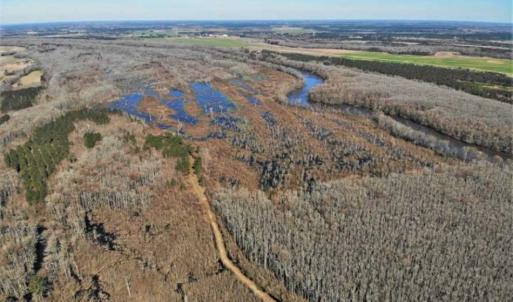 Photo of UNDER CONTRACT!!  660 Acres of Hunting and Timber Land For Sale in Pitt County NC!