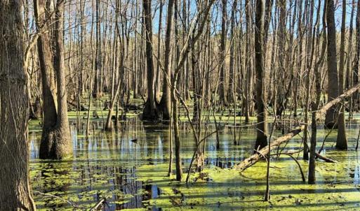 Photo of UNDER CONTRACT!!  660 Acres of Hunting and Timber Land For Sale in Pitt County NC!