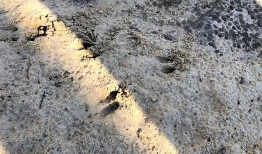 Photo of UNDER CONTRACT!!  660 Acres of Hunting and Timber Land For Sale in Pitt County NC!