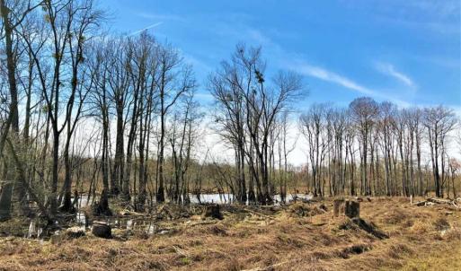 Photo of SOLD!!  172 Acres of Hunting Land For Sale in Craven County NC!