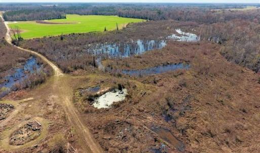 Photo of SOLD!!  172 Acres of Hunting Land For Sale in Craven County NC!
