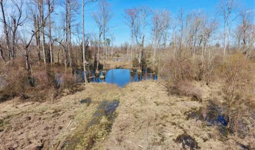 Photo of SOLD!!  172 Acres of Hunting Land For Sale in Craven County NC!