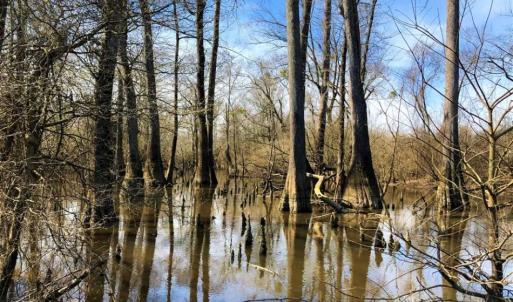 Photo of SOLD!!  172 Acres of Hunting Land For Sale in Craven County NC!