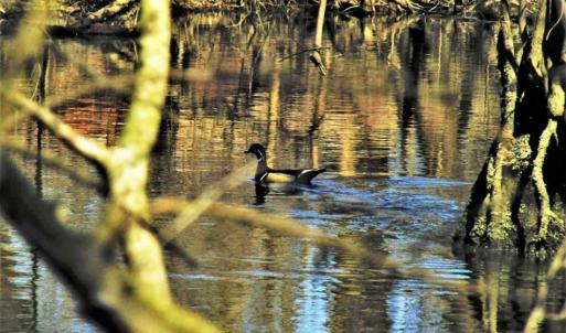 Photo of SOLD!!  172 Acres of Hunting Land For Sale in Craven County NC!