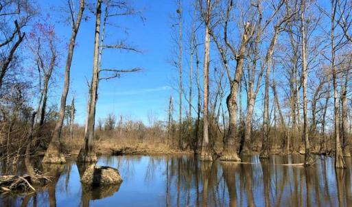 Photo of SOLD!!  172 Acres of Hunting Land For Sale in Craven County NC!