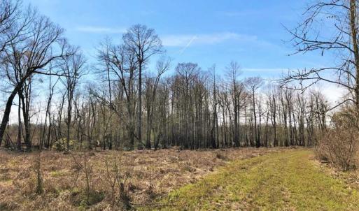 Photo of SOLD!!  172 Acres of Hunting Land For Sale in Craven County NC!