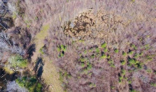 Photo of SOLD!!  172 Acres of Hunting Land For Sale in Craven County NC!