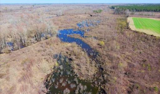 Photo of SOLD!!  172 Acres of Hunting Land For Sale in Craven County NC!