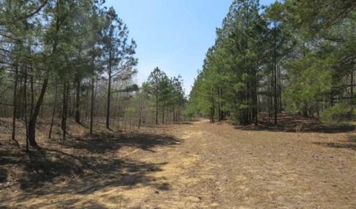 Photo of UNDER CONTRACT!!  35 Acres of Hunting Land with Home Site in Scotland County NC!