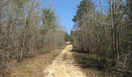 Photo of UNDER CONTRACT!!  35 Acres of Hunting Land with Home Site in Scotland County NC!