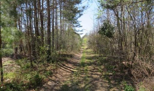 Photo of UNDER CONTRACT!!  35 Acres of Hunting Land with Home Site in Scotland County NC!