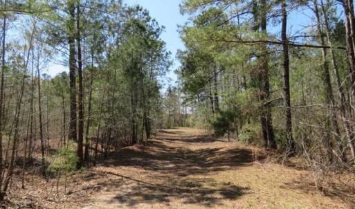 Photo of UNDER CONTRACT!!  35 Acres of Hunting Land with Home Site in Scotland County NC!