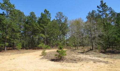 Photo of UNDER CONTRACT!!  35 Acres of Hunting Land with Home Site in Scotland County NC!