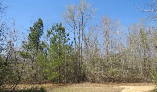 Photo of UNDER CONTRACT!!  35 Acres of Hunting Land with Home Site in Scotland County NC!