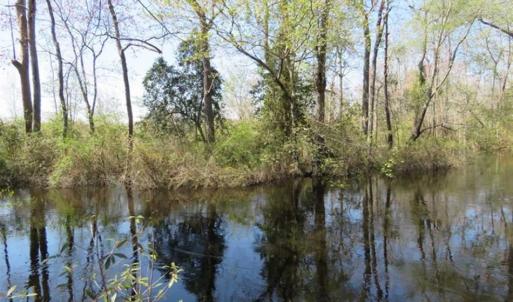 Photo of SOLD!!  25 Acres of Hunting Land For Sale in Scotland County NC!