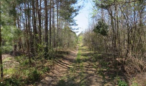 Photo of SOLD!!  25 Acres of Hunting Land For Sale in Scotland County NC!