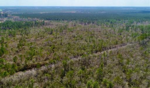 Photo of 92 Acres of Hunting Land For Sale in Martin County NC!